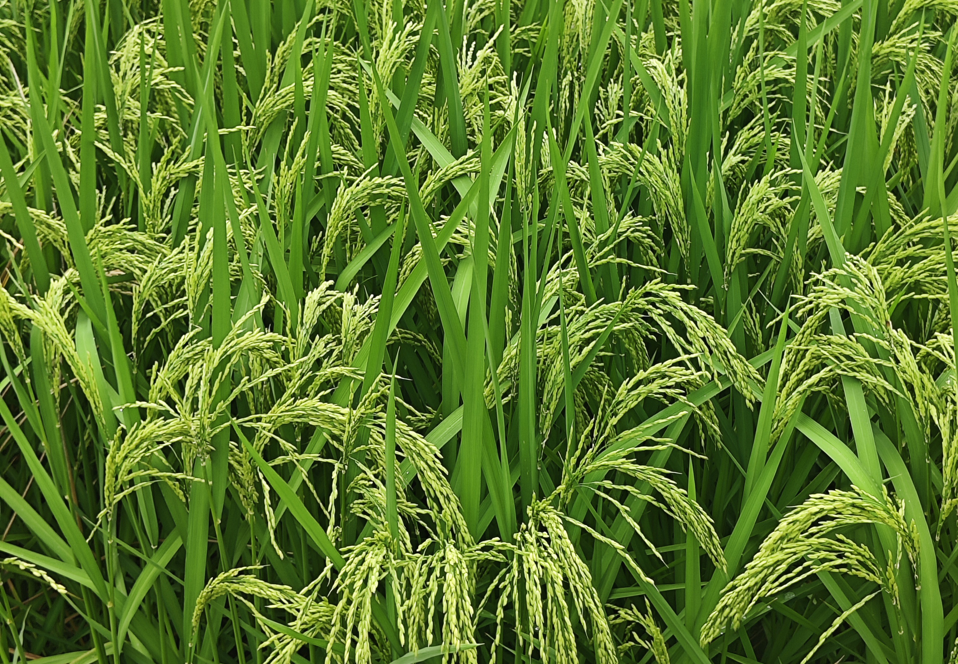 黑龙江省农业农村厅召开高标准农田建设专项整治专题培训会议