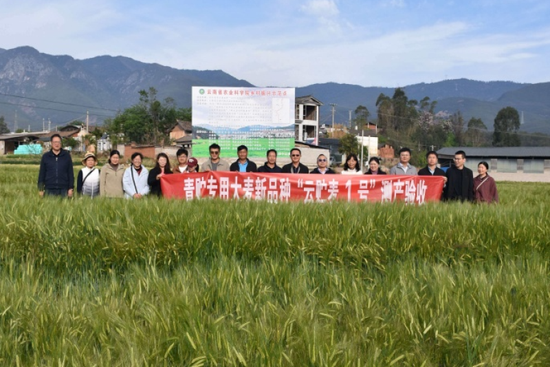 最高亩产达4.83吨！青贮专用大麦品种“云贮麦1号”测产会在云南鹤庆县举办