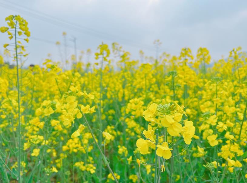 农业农村部粮食作物、油料作物2个标准化技术委员会委员名单公示