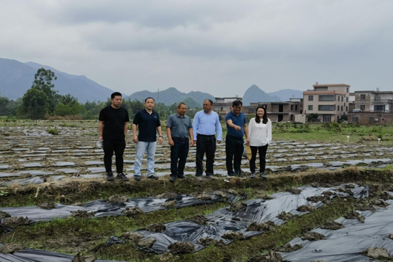 国家特色蔬菜产业技术体系专家组赴广西开展水生蔬菜调研与技术指导