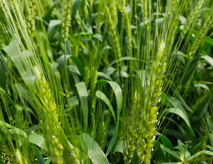 黄山市念好“三字诀”激活粮油产业发展新动能