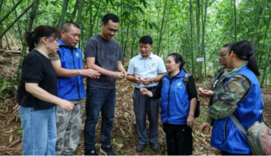 粤桂协作助振兴：蔬菜所科技赋能田林竹荪产业提质增效