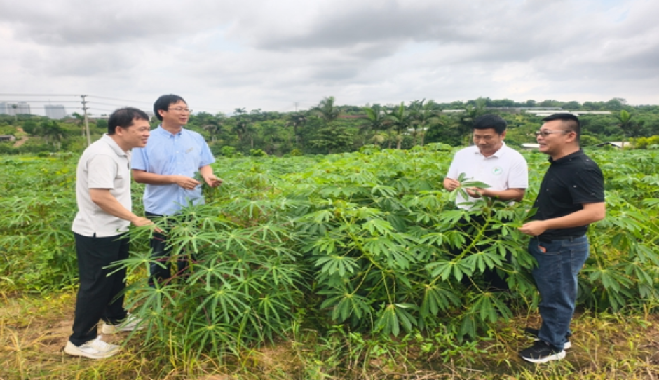 广西热作所举行“赋能”行动计划项目启动会暨中国－老挝木薯联合研究中心揭牌仪式