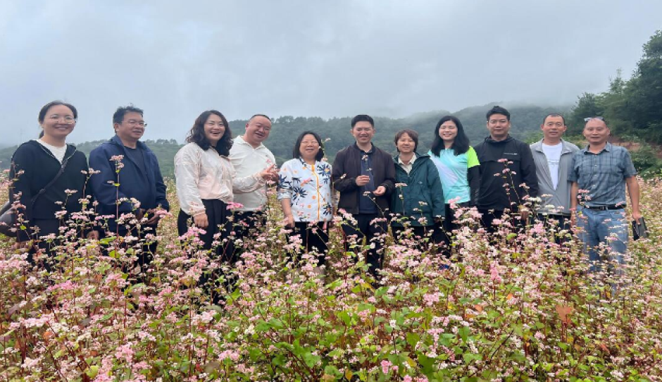 科技助农解燃眉 云南省农科院生物所专家助力白荞村荞麦农旅产业提质增效