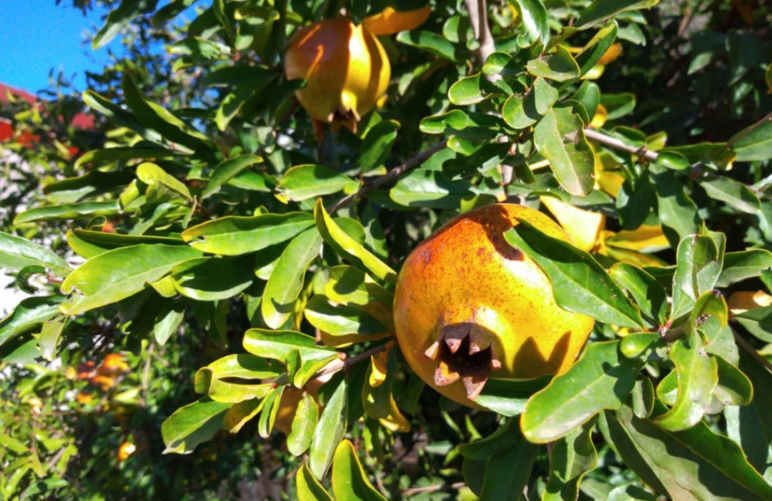 福州市印发《加快特色现代农业发展十条措施》